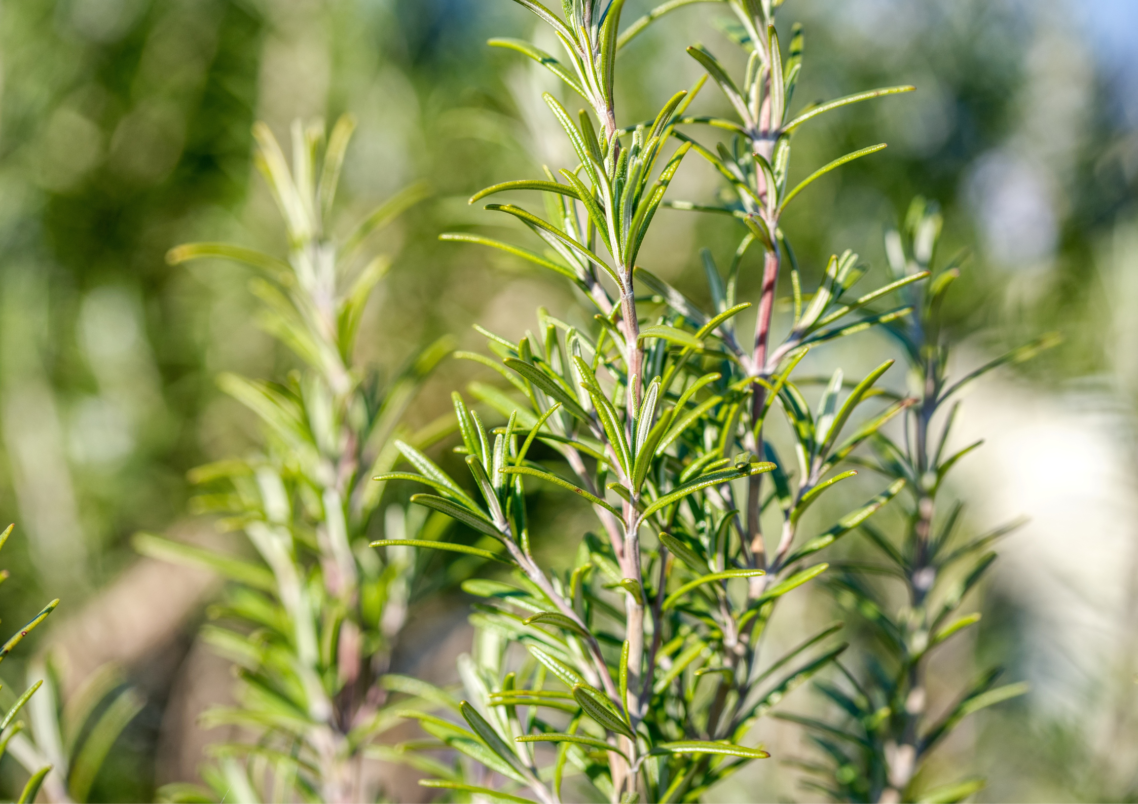 Rosemary Oil Hair Growth